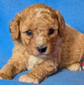Cavapoo Welpe kaufen