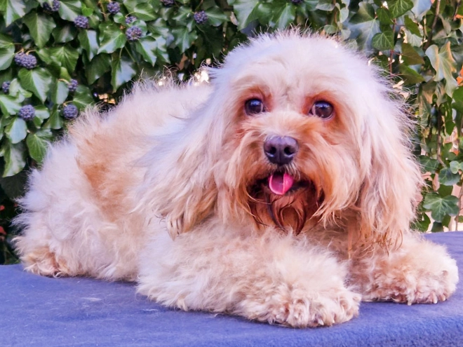 Cavapoo puppy for sale