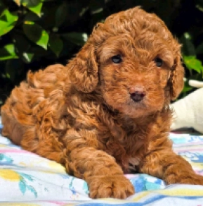 Cavapoo Welpe kaufen