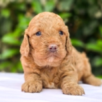 Marie – F1b, red Cavapoo Welpen kaufen