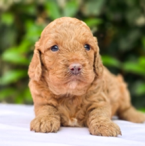 Cavapoo Welpe kaufen