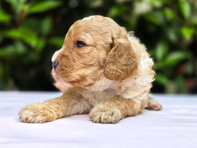 Cavapoo Welpe kaufen