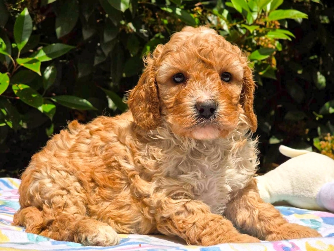 Cavapoo Welpe kaufen