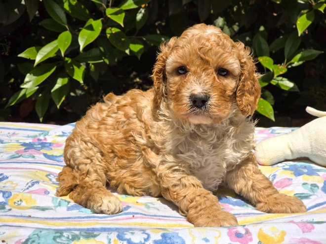 Cavapoo Welpe kaufen