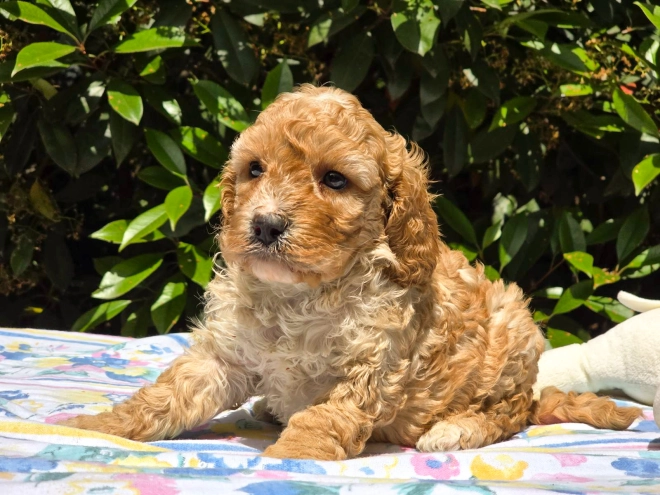 Cavapoo Welpe kaufen
