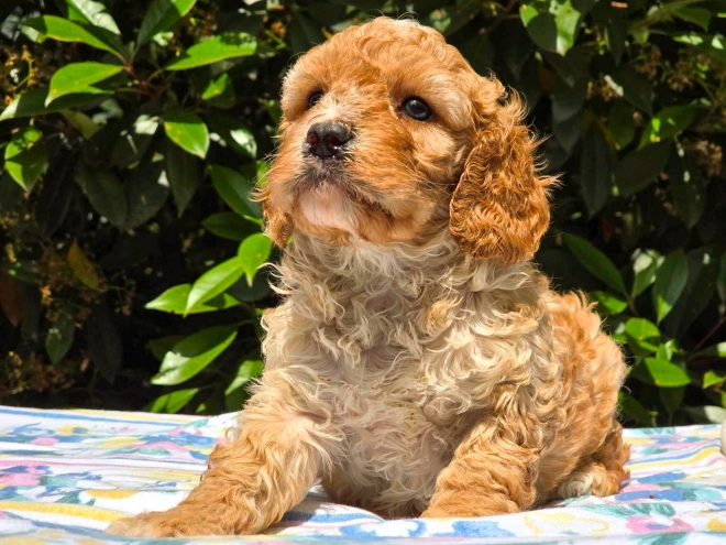 Cavapoo Welpe kaufen