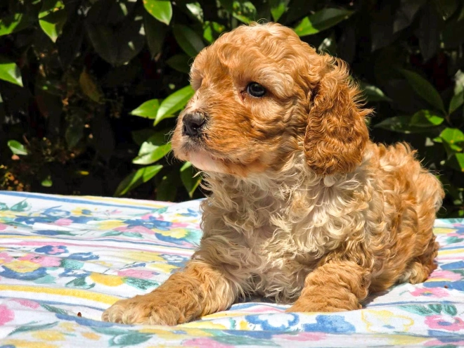 Cavapoo Welpe kaufen