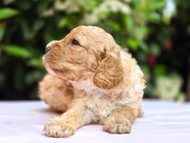 Cavapoo Welpe kaufen