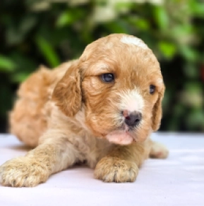 Perros Cavapoo en venta