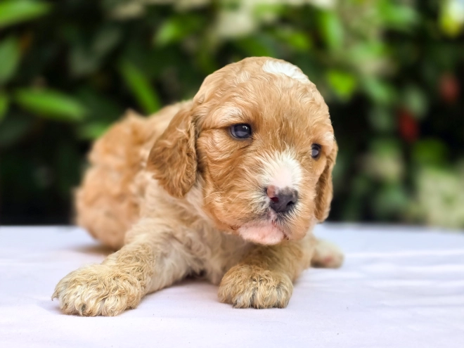 Cavapoo Welpe kaufen