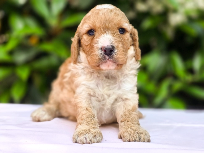 Cavapoo Welpe kaufen