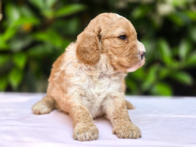 Cavapoo Welpe kaufen