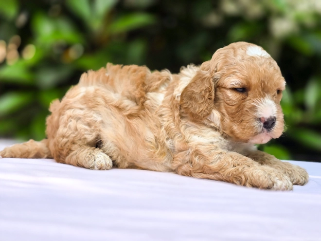 Cavapoo Welpe kaufen