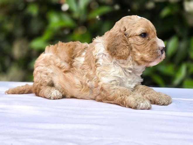Cavapoo Welpe kaufen