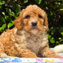 Mathias – F1b, blenheim Cavapoo en venta