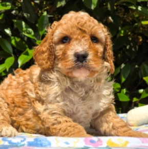 Mathias – F1b, blenheim Cavapoo en venta