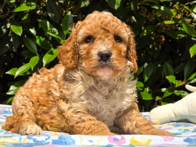 Cavapoo Welpe kaufen