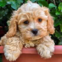 Nora, golden Cavapoo en venta
