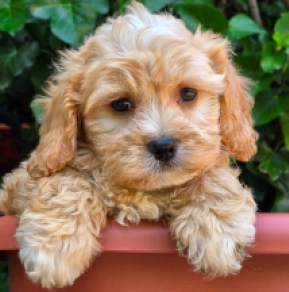 Perros Cavapoo en venta