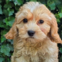 Nedda – F1, golden Cavapoo Welpen kaufen