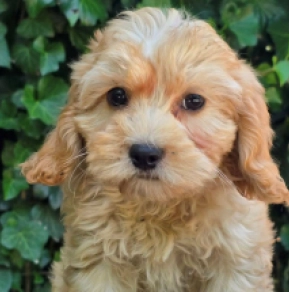 Perros Cavapoo en venta