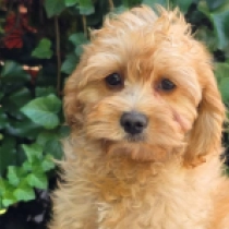 Nedda – F1, golden Cavapoo for sale