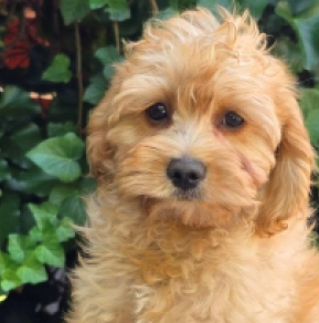 Cavapoo puppy for sale