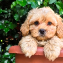 Nicolas, golden Cavapoo en venta