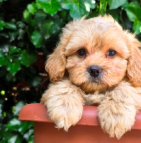 Perros Cavapoo en venta