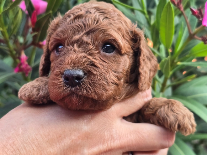 Cavapoo puppy for sale