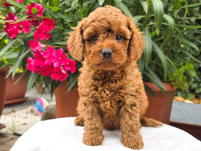 Cavapoo puppy for sale