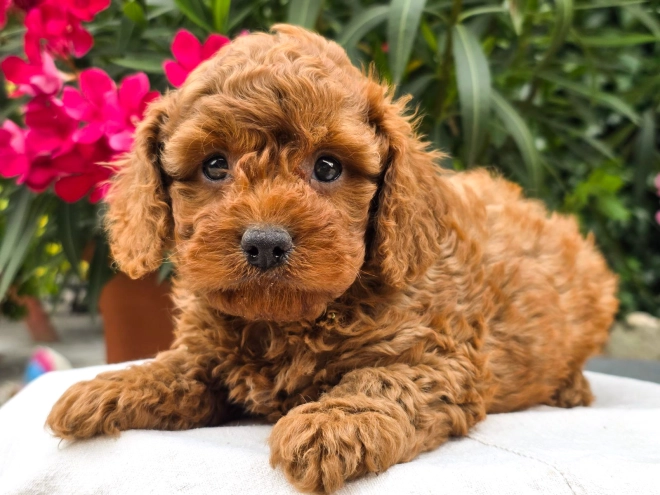 Cavapoo puppy for sale