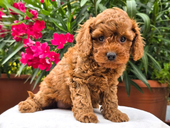 Cavapoo puppy for sale