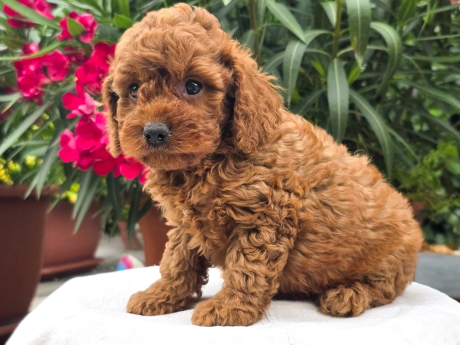 Cavapoo puppy for sale