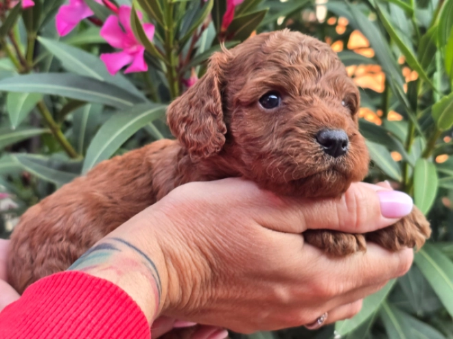 Cavapoo puppy for sale