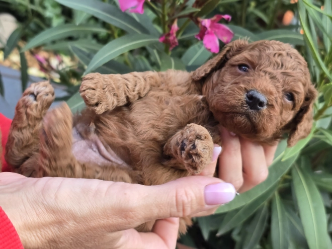 Cavapoo puppy for sale