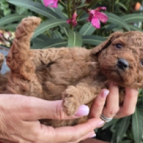 Red – F1b, red Cavapoo en venta