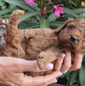 Cavapoo Welpe kaufen