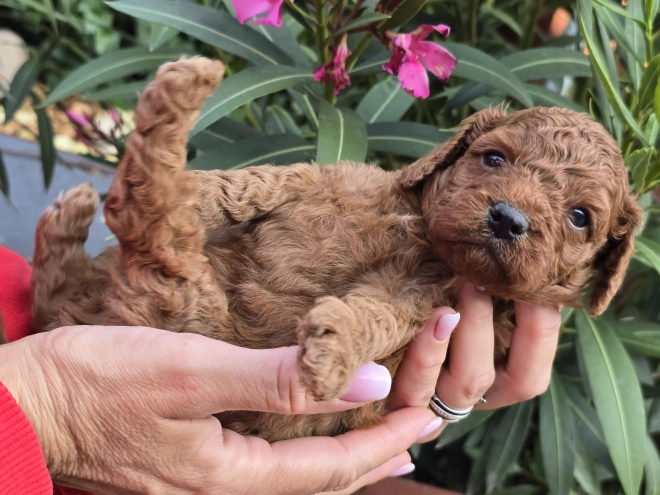 Cavapoo puppy for sale