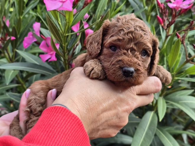 Cavapoo puppy for sale