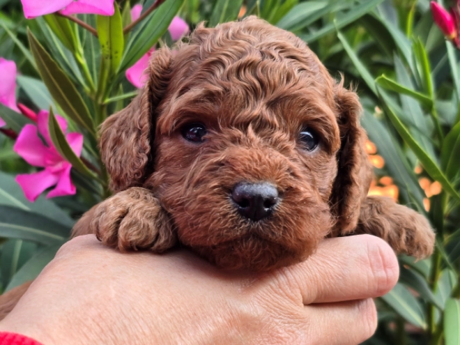 Cavapoo puppy for sale