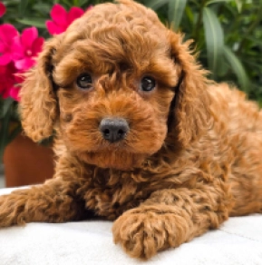 Cavapoo Welpe kaufen