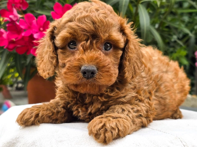 Cavapoo puppy for sale