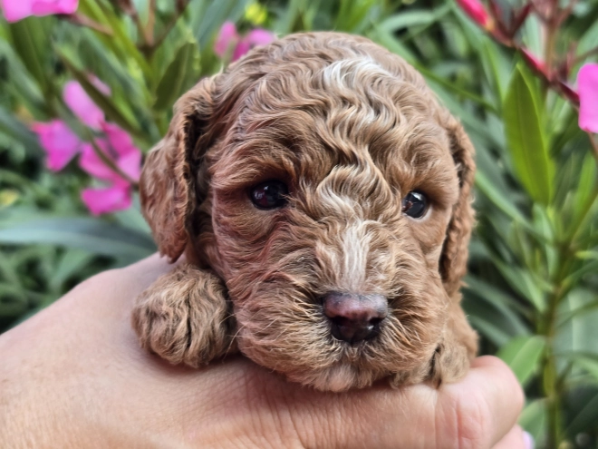 Perros Cavapoo en venta