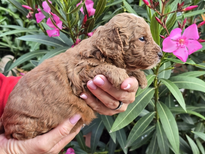 Perros Cavapoo en venta