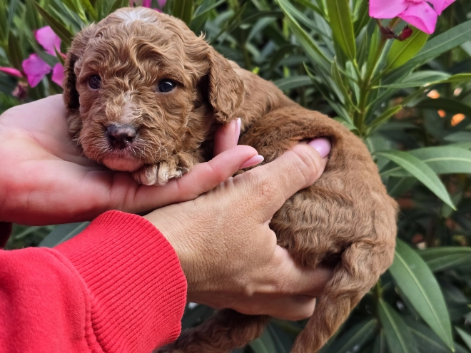 Perros Cavapoo en venta