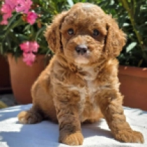 Ruby – F1b, red Cavapoo en venta