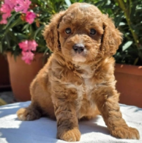 Cavapoo Welpe kaufen