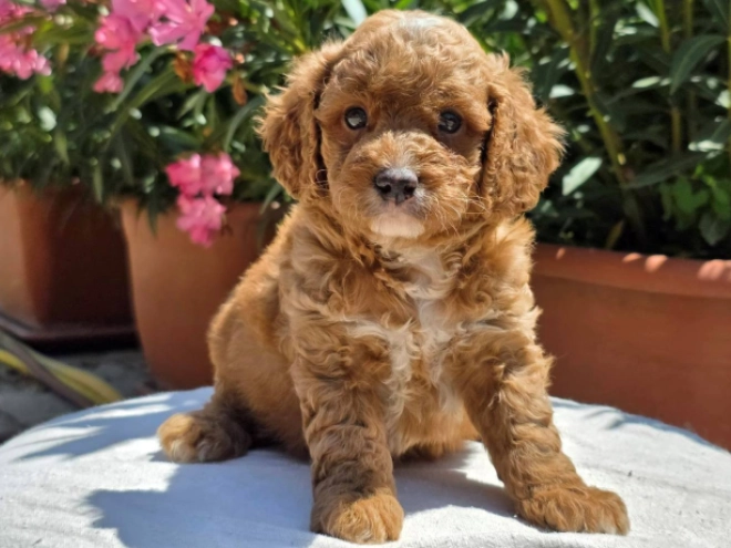 Perros Cavapoo en venta