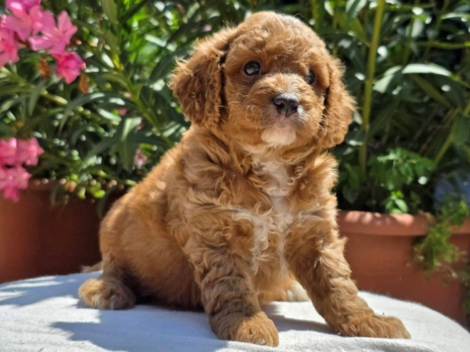 Perros Cavapoo en venta